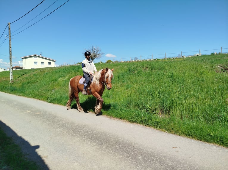 Draft Horse Castrone 3 Anni 153 cm Sauro in Souternon