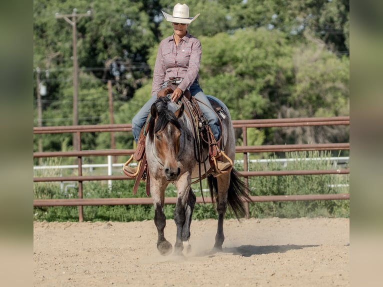 Draft Horse Mix Castrone 3 Anni 160 cm Baio roano in Kirtland