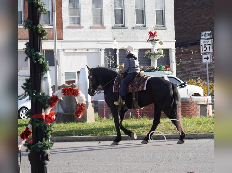 Draft Horse Castrone 3 Anni 163 cm Morello in Coal City, IN