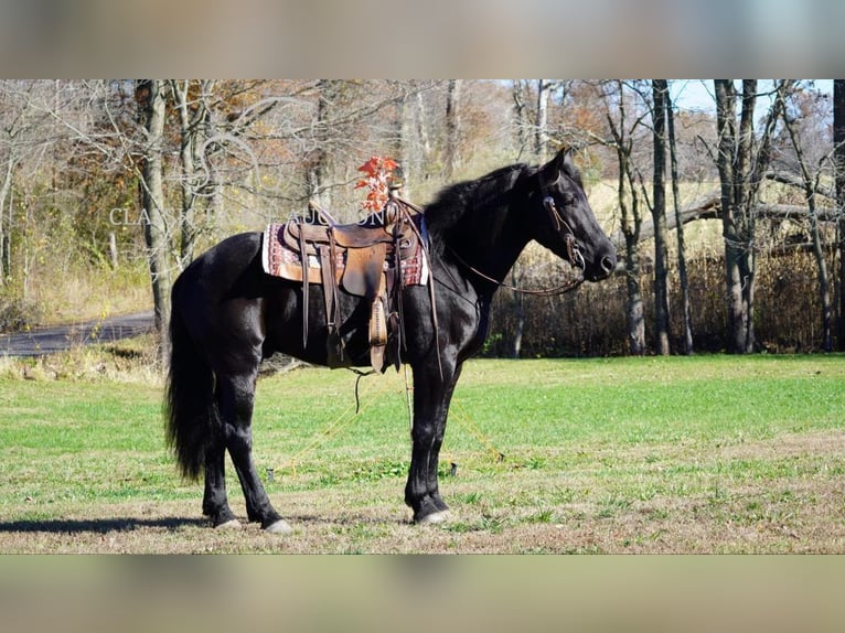 Draft Horse Castrone 3 Anni 163 cm Morello in Coal City, IN