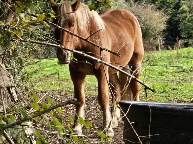 Draft Horse Castrone 3 Anni 165 cm Baio in Amiens