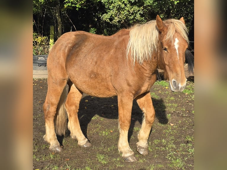 Draft Horse Castrone 3 Anni 165 cm Baio in Amiens