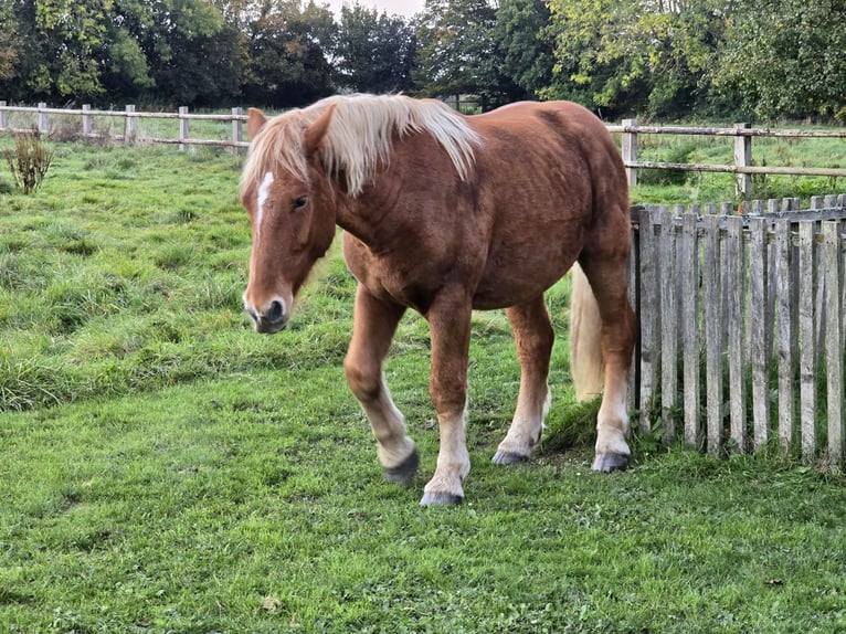 Draft Horse Castrone 3 Anni 165 cm Baio in Amiens