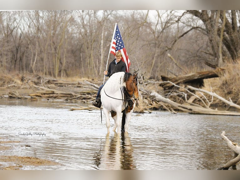 Draft Horse Castrone 3 Anni 165 cm Tobiano-tutti i colori in Independence IA