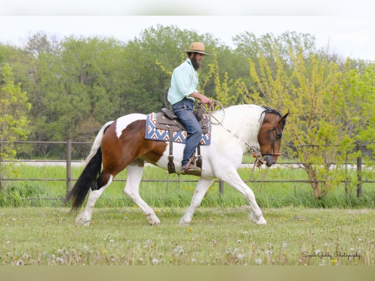 Draft Horse Castrone 3 Anni 165 cm Tobiano-tutti i colori in Independence IA