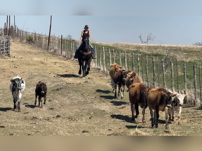 Draft Horse Castrone 3 Anni 170 cm Morello in Weatherford