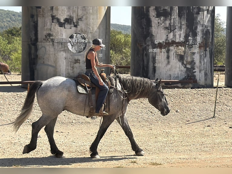 Draft Horse Mix Castrone 3 Anni 173 cm Grigio in Weatherford