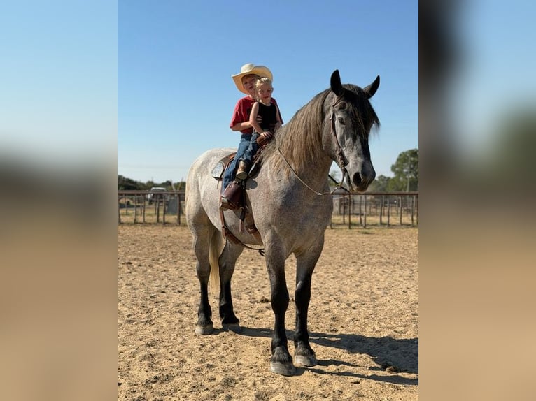 Draft Horse Mix Castrone 3 Anni 173 cm Grigio in Weatherford