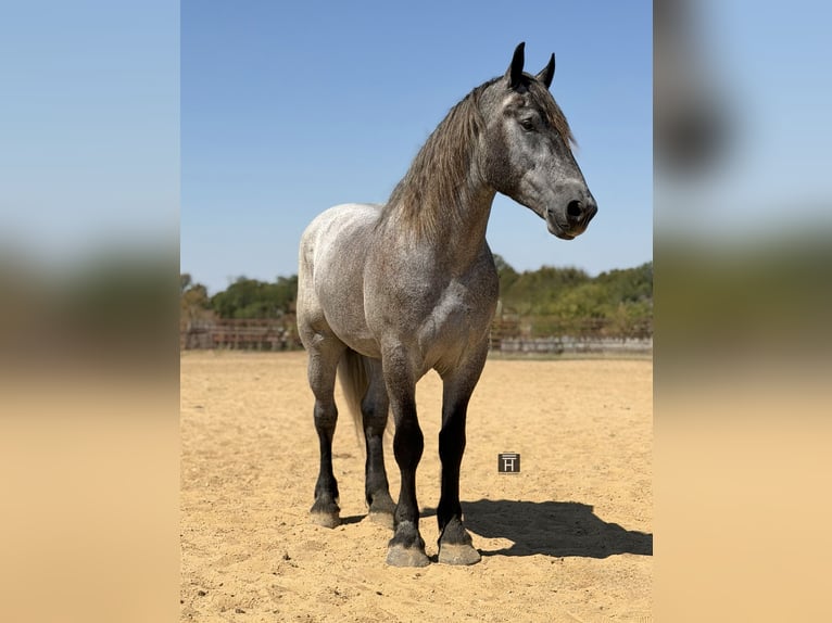Draft Horse Mix Castrone 3 Anni 173 cm Grigio in Weatherford