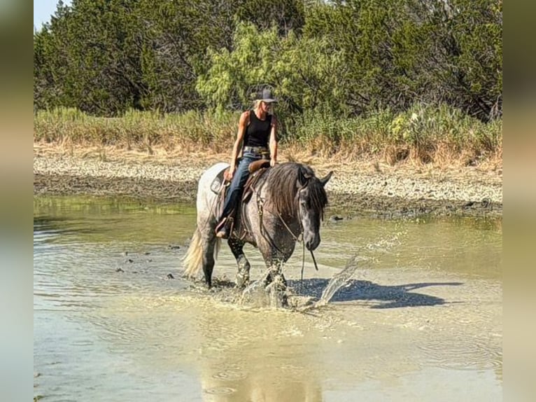 Draft Horse Mix Castrone 3 Anni 173 cm Grigio in Weatherford