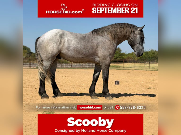 Draft Horse Mix Castrone 3 Anni 173 cm Grigio in Weatherford