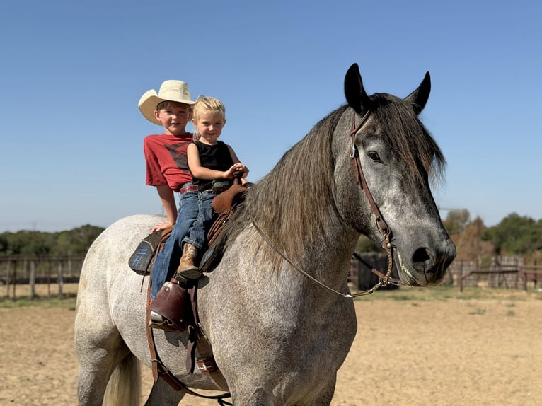 Draft Horse Mix Castrone 3 Anni 173 cm Grigio in Weatherford