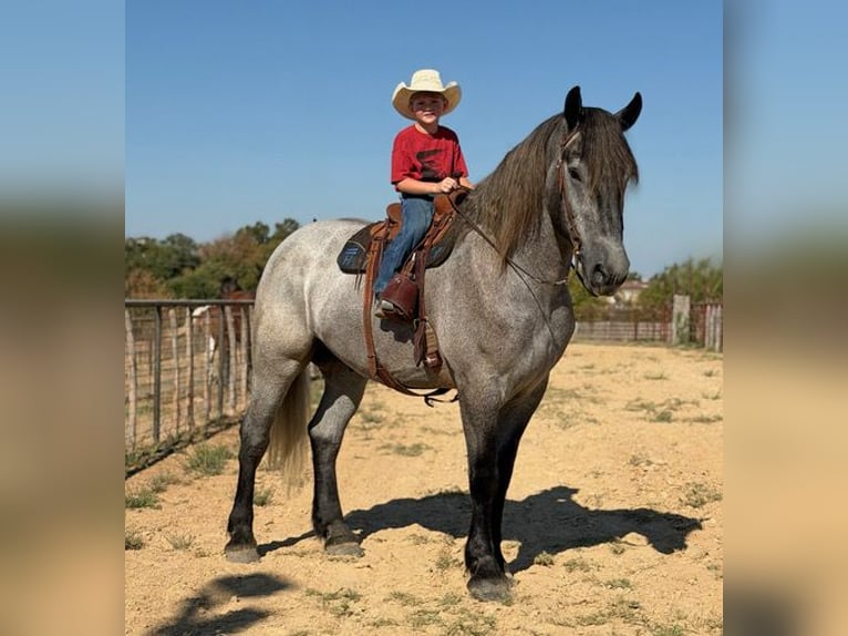 Draft Horse Mix Castrone 3 Anni 173 cm Grigio in Weatherford