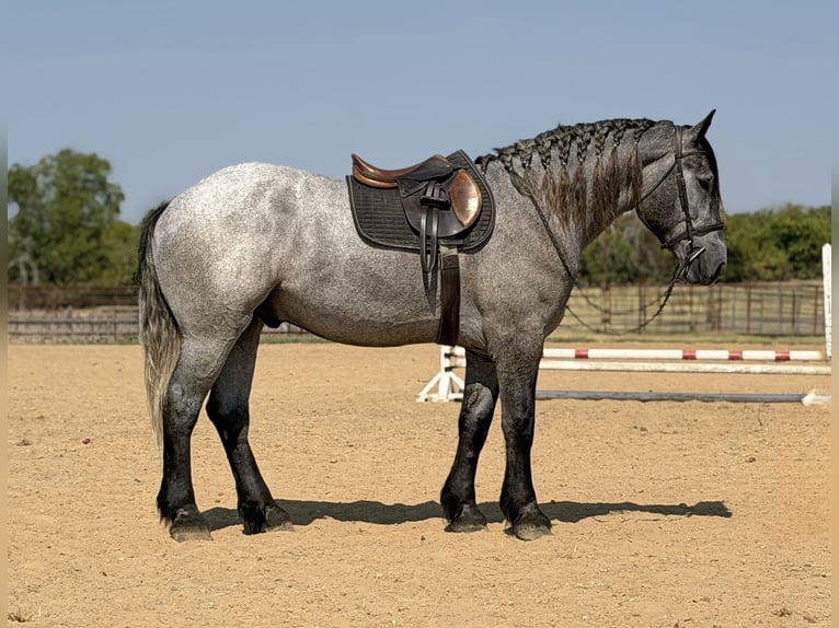 Draft Horse Mix Castrone 3 Anni 173 cm Grigio in Weatherford