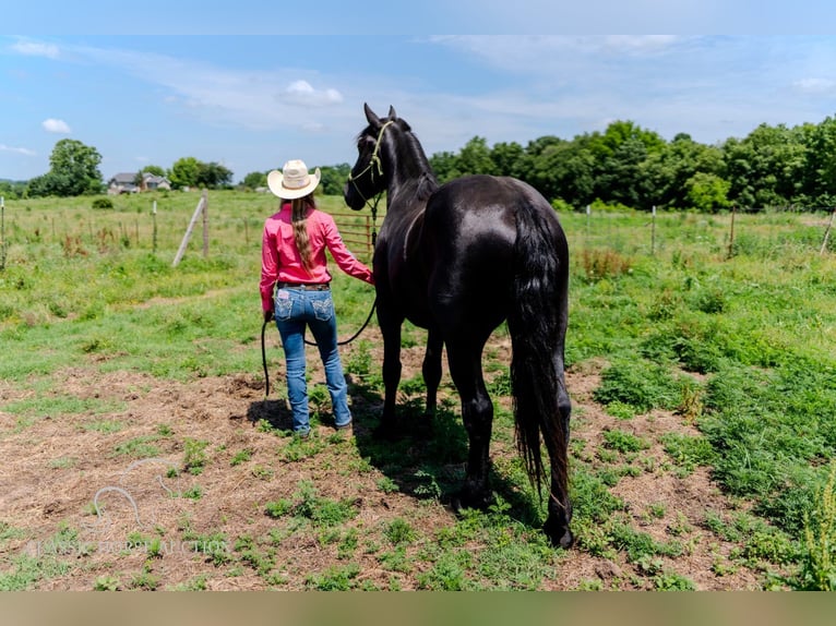 Draft Horse Castrone 3 Anni 173 cm Morello in Republic, MO