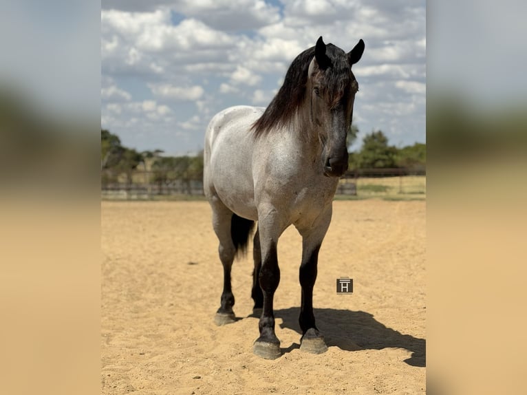 Draft Horse Mix Castrone 3 Anni 173 cm Roano blu in Weatherford