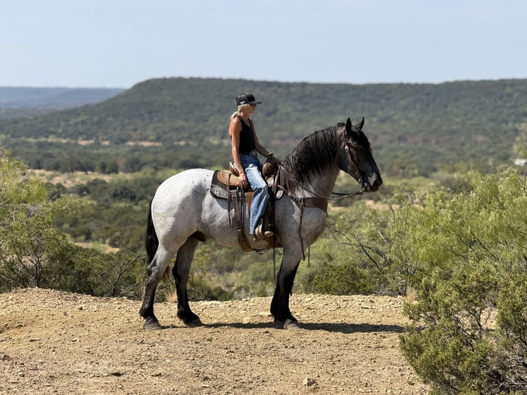 Draft Horse Mix Castrone 3 Anni 173 cm Roano blu in Weatherford