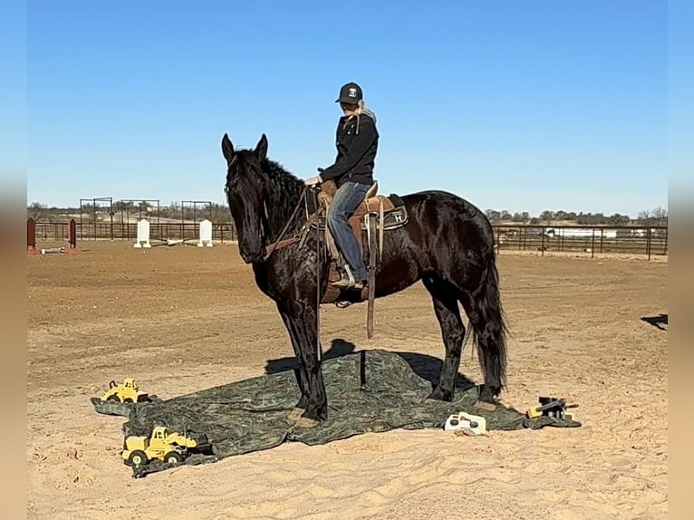Draft Horse Castrone 3 Anni 175 cm Morello in Jacksboro, TX