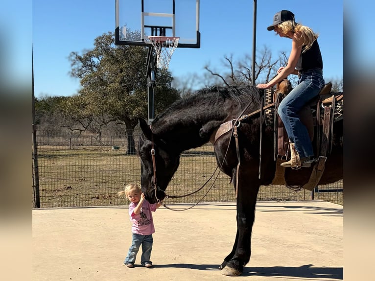 Draft Horse Castrone 3 Anni 178 cm Morello in Weatherford