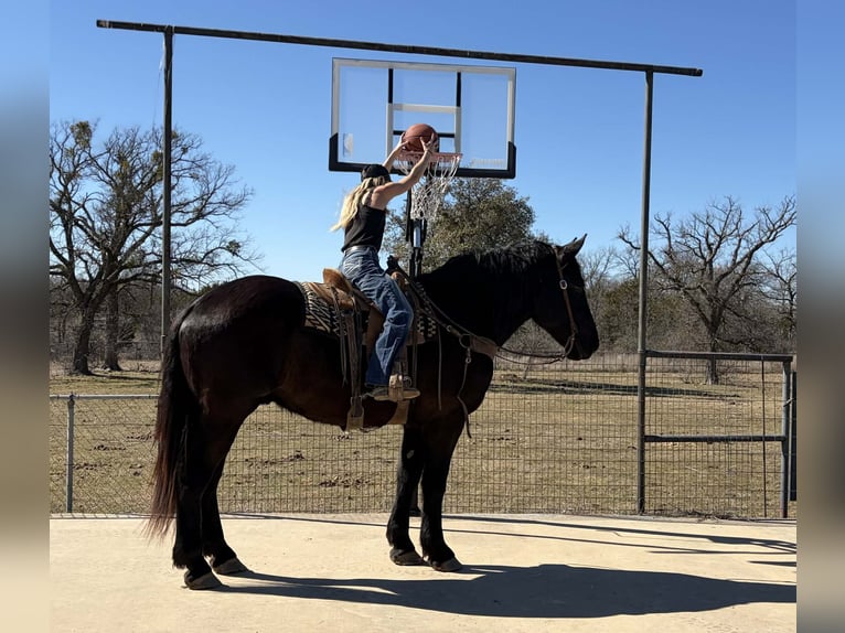 Draft Horse Castrone 3 Anni 178 cm Morello in Weatherford