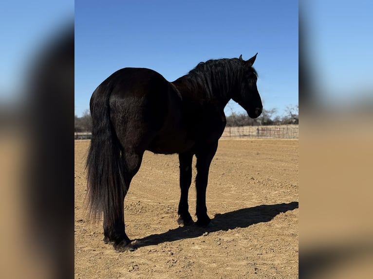 Draft Horse Castrone 3 Anni 178 cm Morello in Weatherford