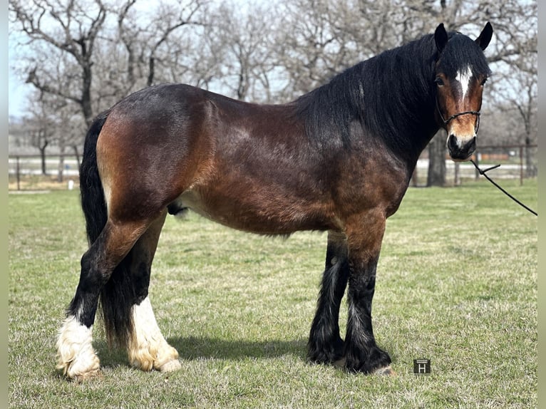 Draft Horse Castrone 3 Anni Baio ciliegia in Jacksboro TX