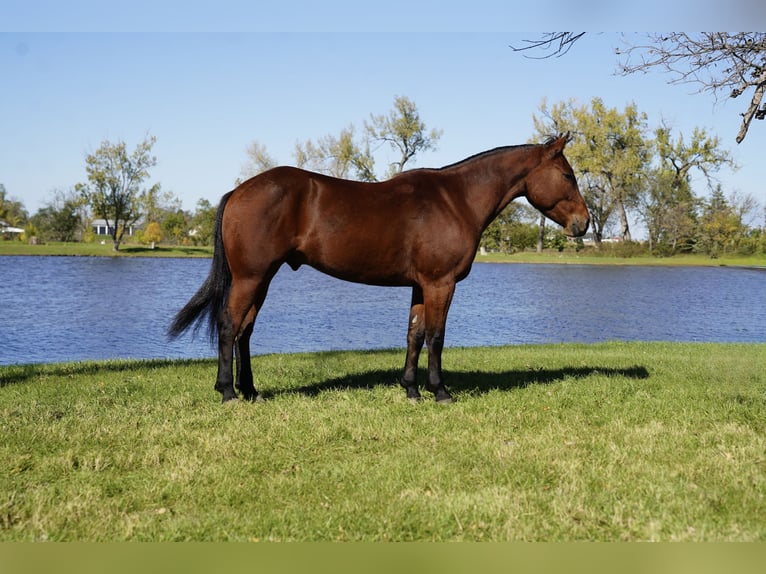 Draft Horse Mix Castrone 3 Anni Baio ciliegia in Corsica