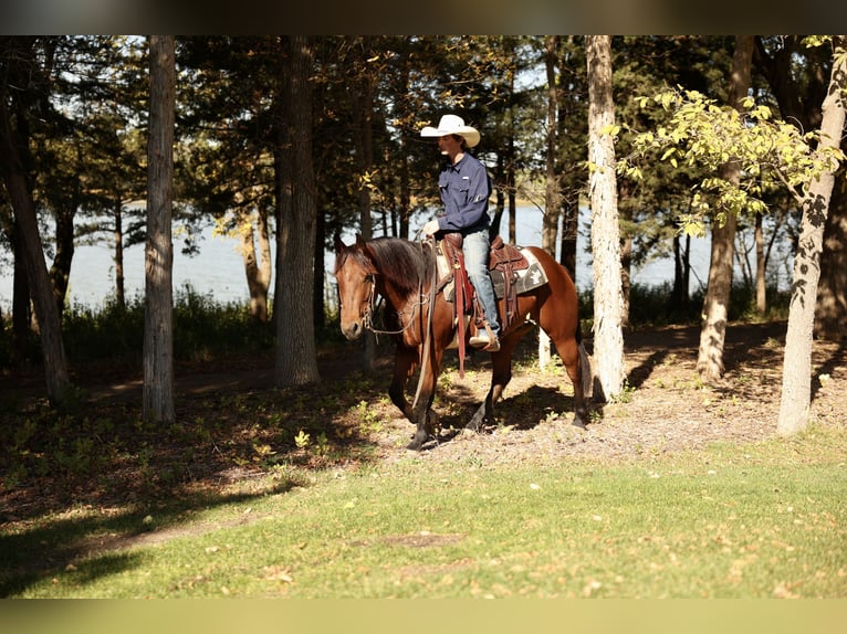 Draft Horse Mix Castrone 3 Anni Baio ciliegia in Corsica