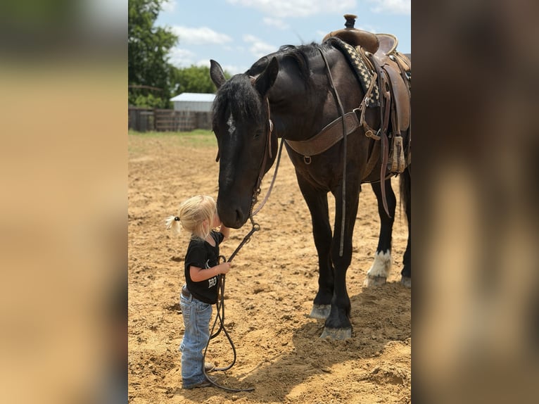 Draft Horse Mix Castrone 3 Anni Morello in Weatherford