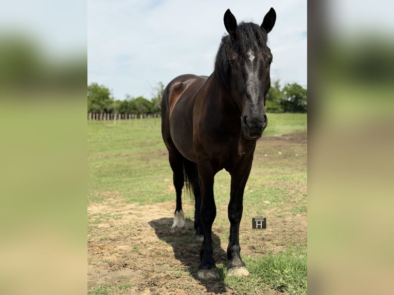 Draft Horse Mix Castrone 3 Anni Morello in Weatherford