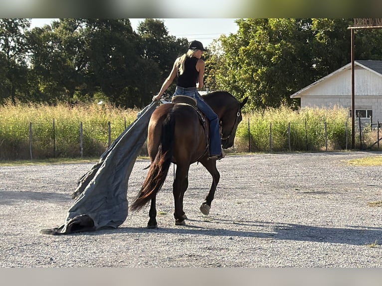 Draft Horse Mix Castrone 3 Anni Morello in Weatherford