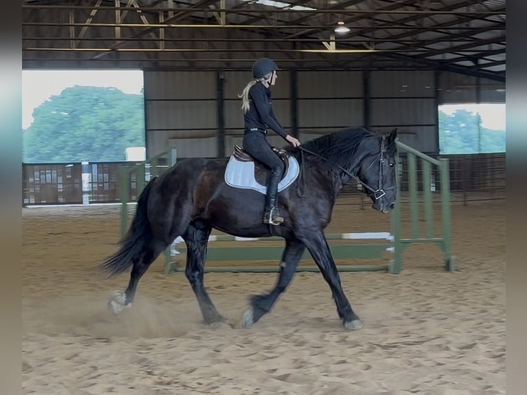 Draft Horse Mix Castrone 3 Anni Morello in Weatherford