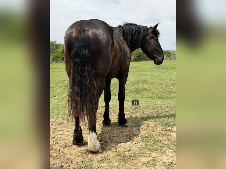 Draft Horse Mix Castrone 3 Anni Morello in Weatherford