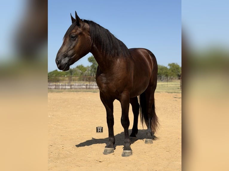 Draft Horse Mix Castrone 3 Anni Morello in Weatherford