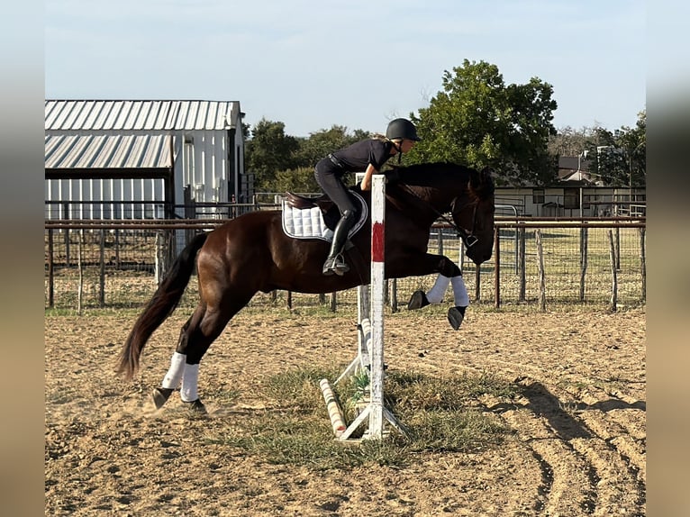 Draft Horse Mix Castrone 3 Anni Morello in Weatherford