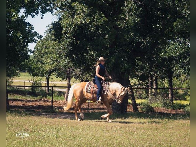 Draft Horse Mix Castrone 3 Anni Palomino in Jacksboro