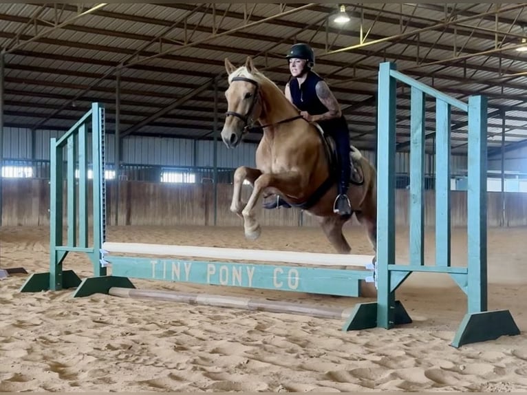 Draft Horse Mix Castrone 3 Anni Palomino in Jacksboro
