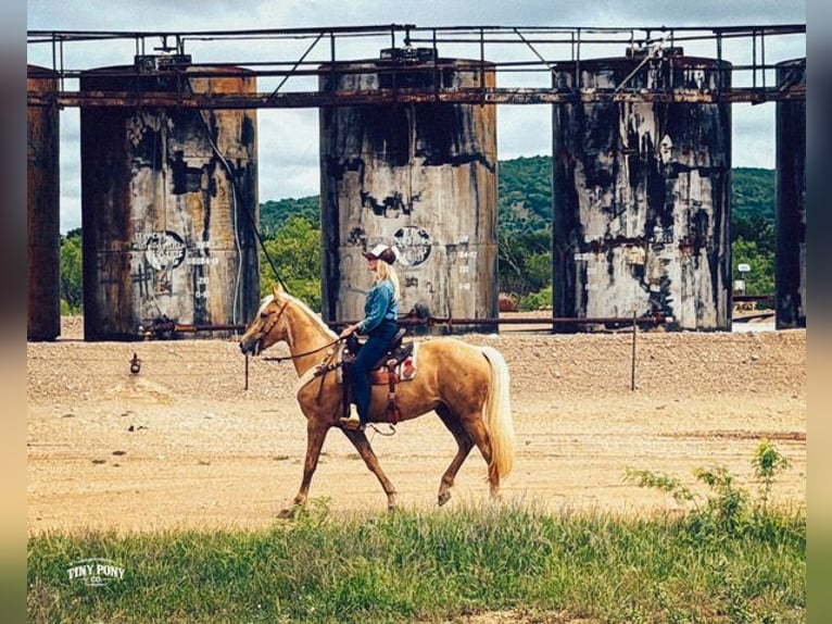 Draft Horse Mix Castrone 3 Anni Palomino in Jacksboro