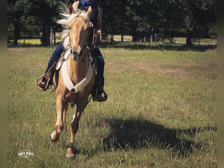 Draft Horse Mix Castrone 3 Anni Palomino in Jacksboro