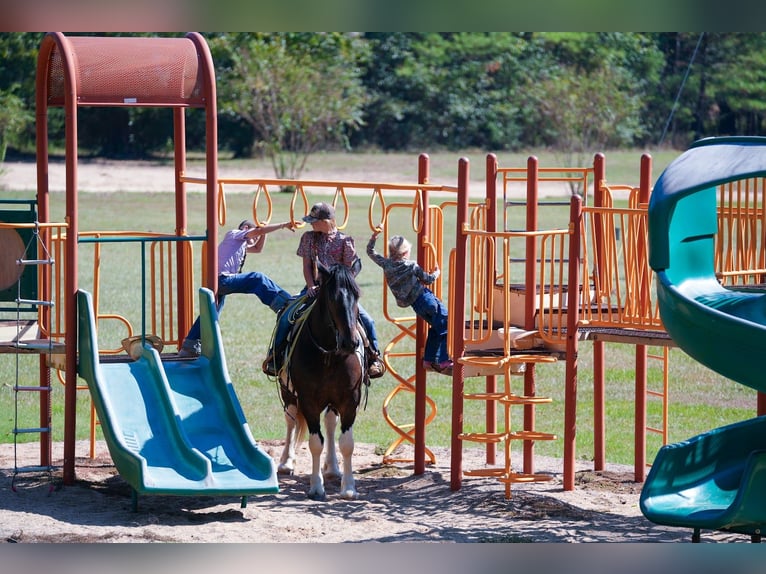 Draft Horse Mix Castrone 3 Anni Pezzato in Bloomburg
