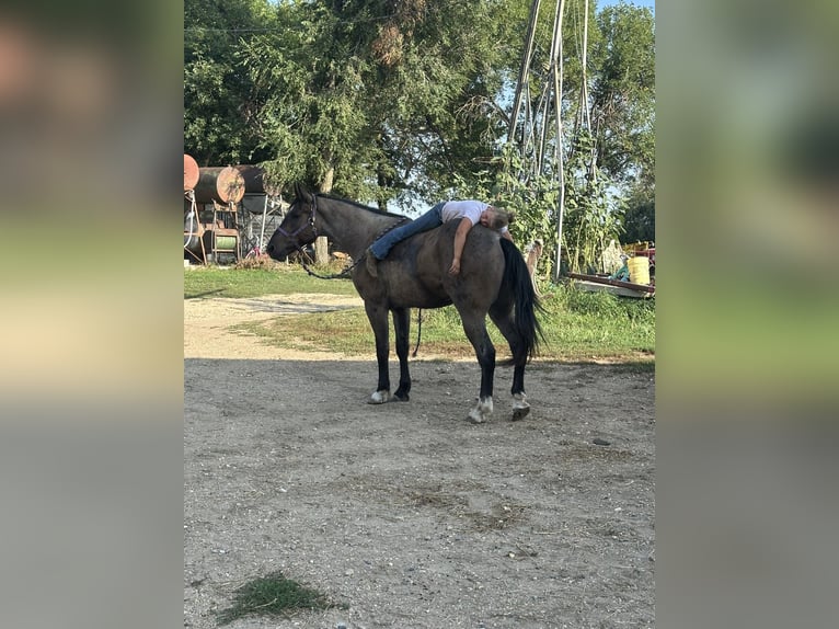 Draft Horse Mix Castrone 3 Anni Roano blu in Sheldon