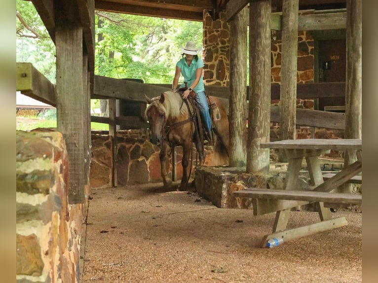 Draft Horse Castrone 4 Anni 150 cm Baio in Rusk TX