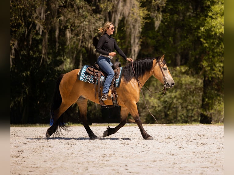 Draft Horse Mix Castrone 4 Anni 150 cm Pelle di daino in Ocala