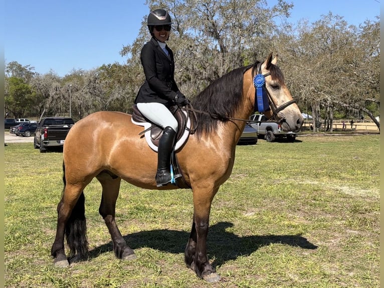 Draft Horse Mix Castrone 4 Anni 150 cm Pelle di daino in Ocala