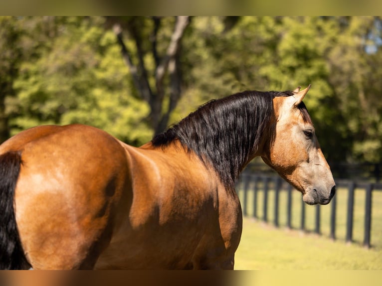 Draft Horse Mix Castrone 4 Anni 150 cm Pelle di daino in Ocala