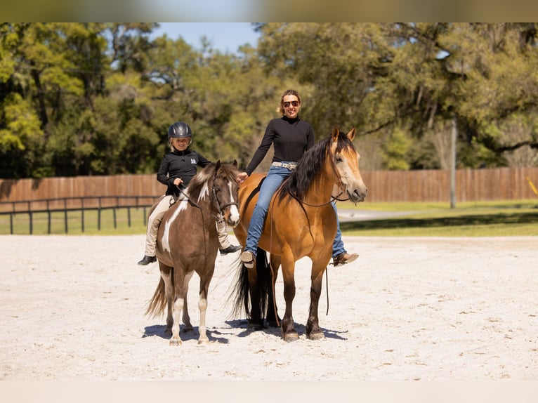 Draft Horse Mix Castrone 4 Anni 150 cm Pelle di daino in Ocala