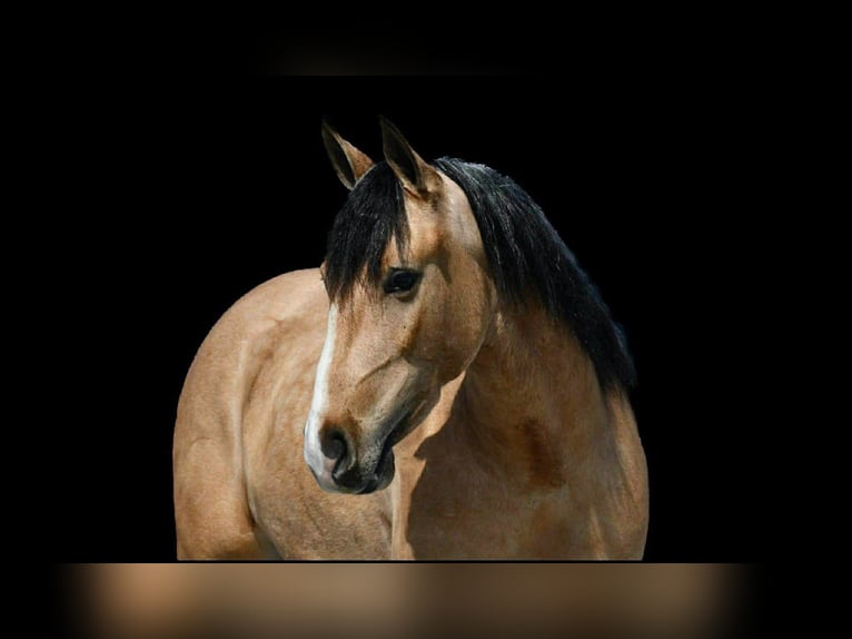 Draft Horse Mix Castrone 4 Anni 150 cm Pelle di daino in Rebersburg