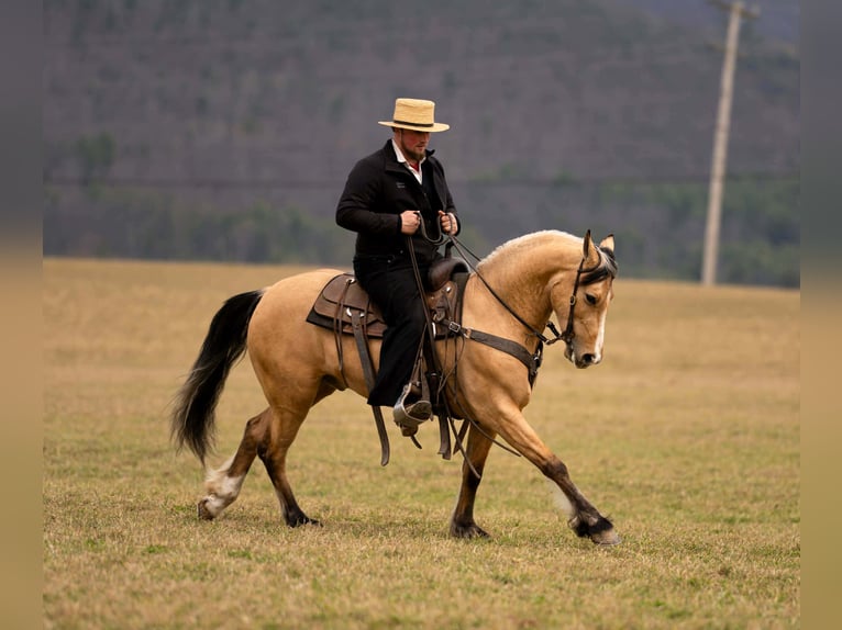 Draft Horse Mix Castrone 4 Anni 150 cm Pelle di daino in Rebersburg
