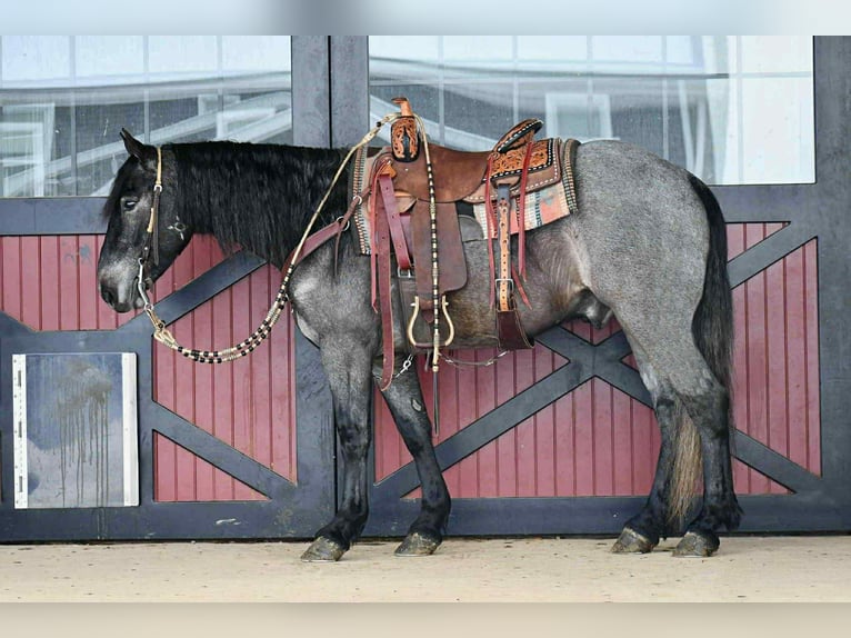 Draft Horse Mix Castrone 4 Anni 150 cm Roano blu in Rebersburg