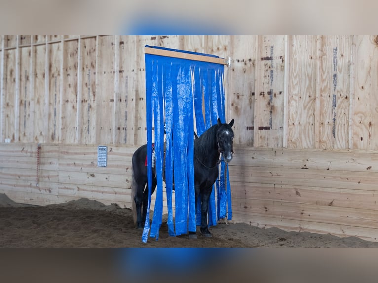 Draft Horse Mix Castrone 4 Anni 152 cm Grigio in Fredericksburg